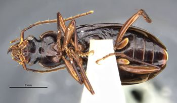 Media type: image;   Entomology 28605 Aspect: habitus ventral view